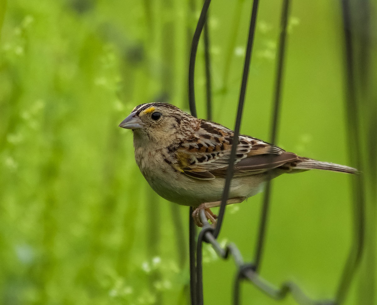 Grasshopper Sparrow - ML455798281