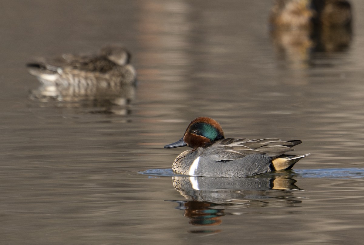 小水鴨(carolinensis) - ML455798331