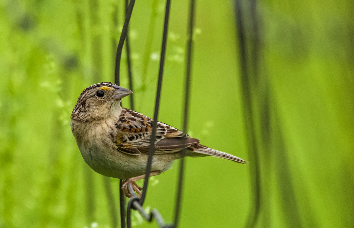 Grasshopper Sparrow - ML455798341