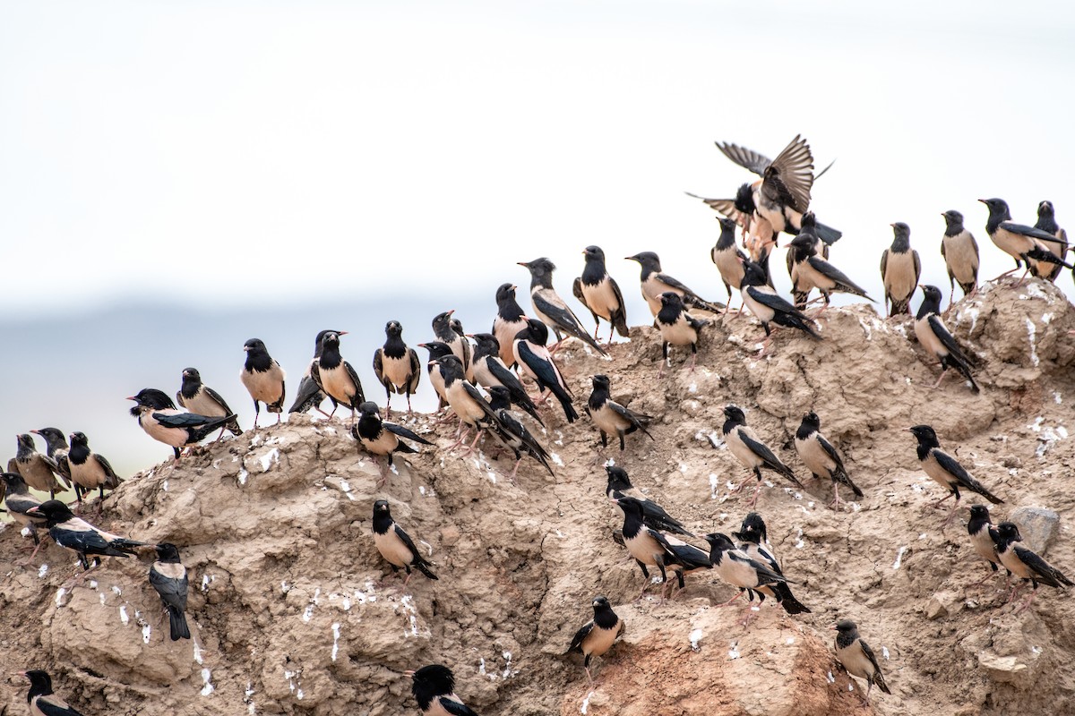 Rosy Starling - Grigory Evtukh