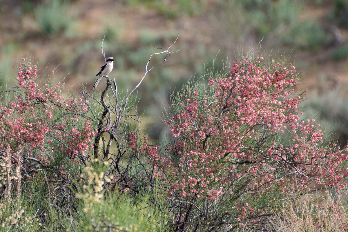 Great Gray Shrike (Steppe) - Grigory Evtukh