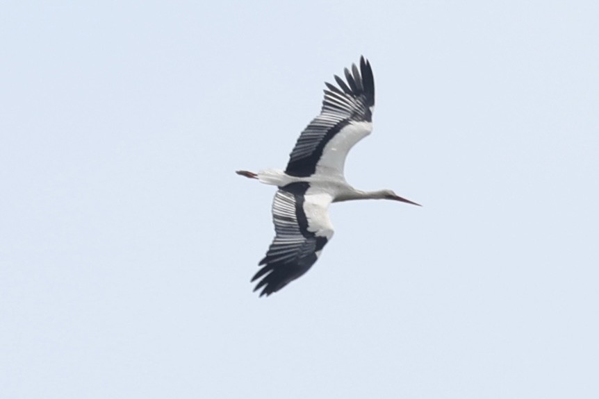 White Stork - ML455801181