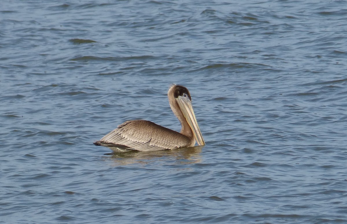 pelikán hnědý - ML45580181