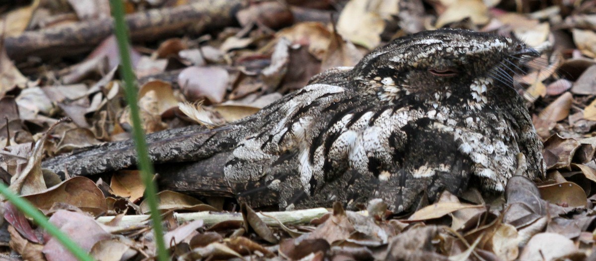 Cuban Nightjar - ML455803491