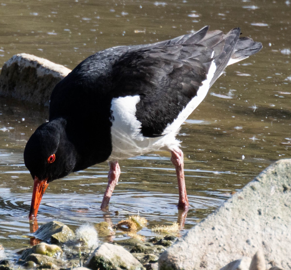 Eurasian Oystercatcher - Wolfgang Wesslowski