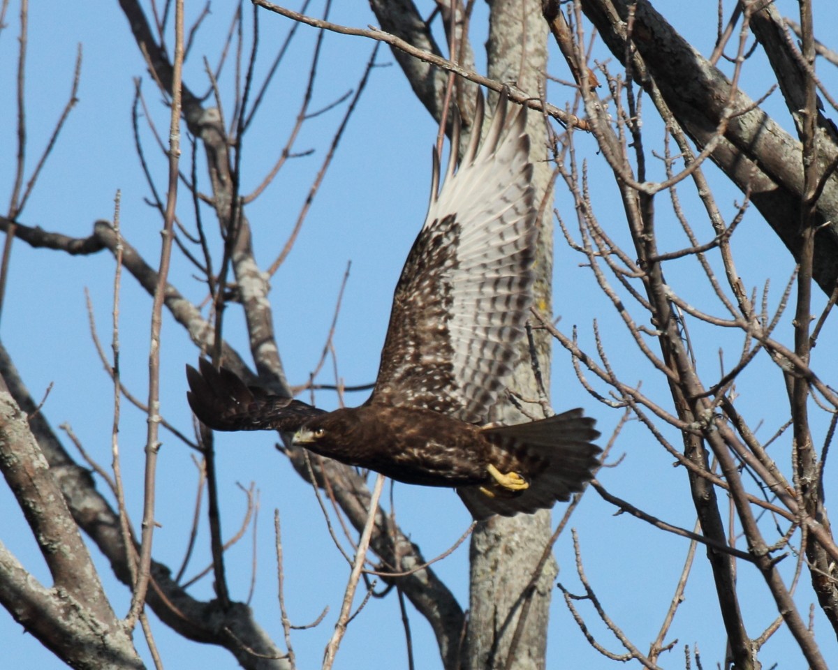 Rotschwanzbussard (calurus/abieticola) - ML45580501