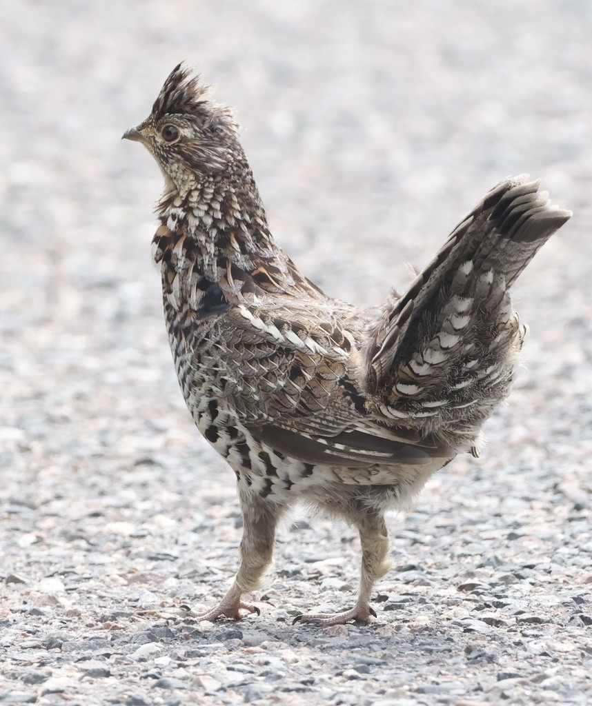 Ruffed Grouse - Michael Gallo