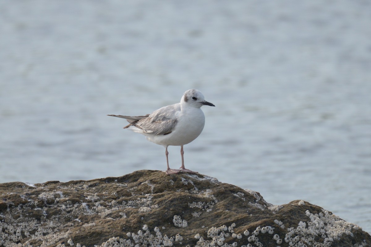 Bonaparte's Gull - ML455806401