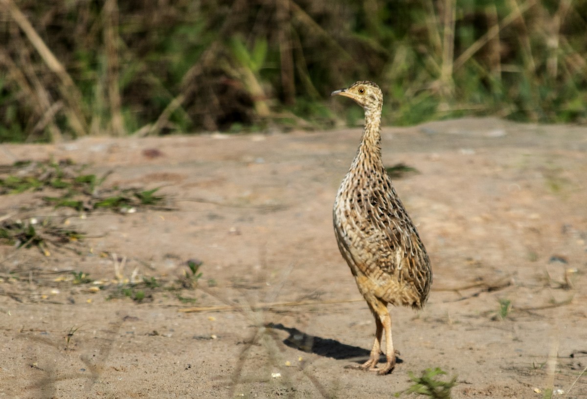 Tinamou tacheté - ML455806741