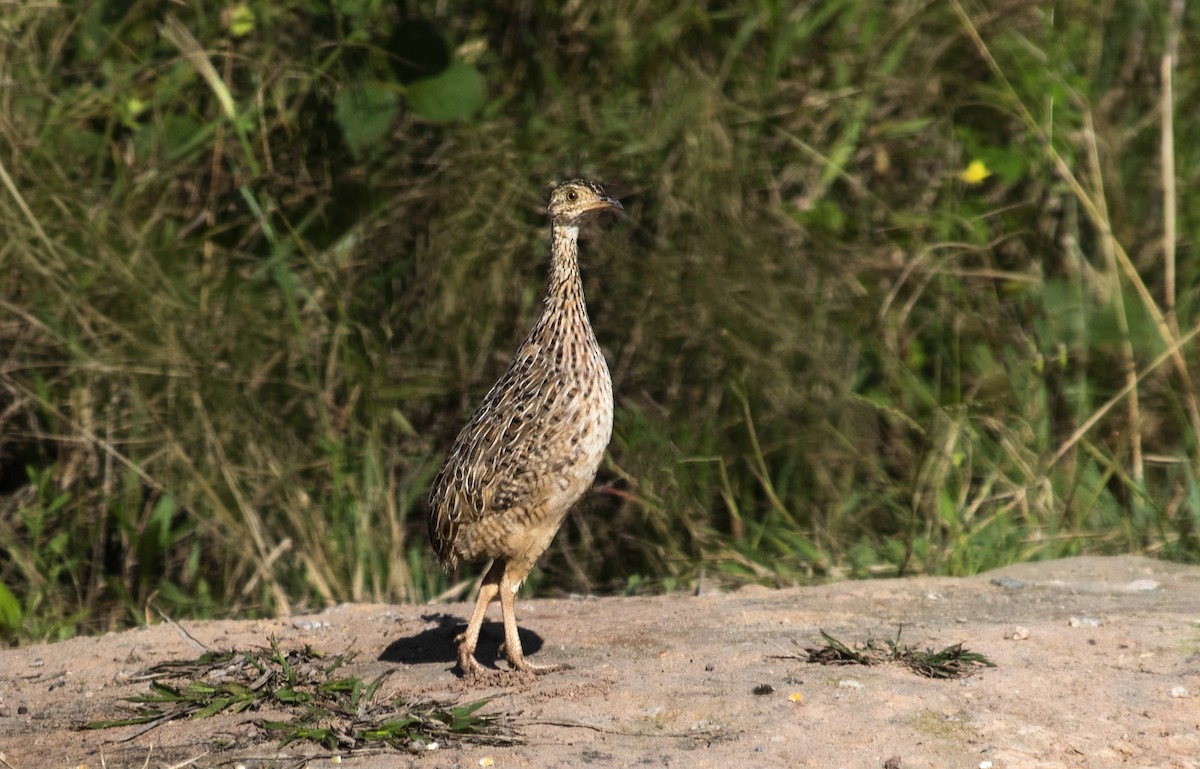 Нотура строкатий - ML455806751