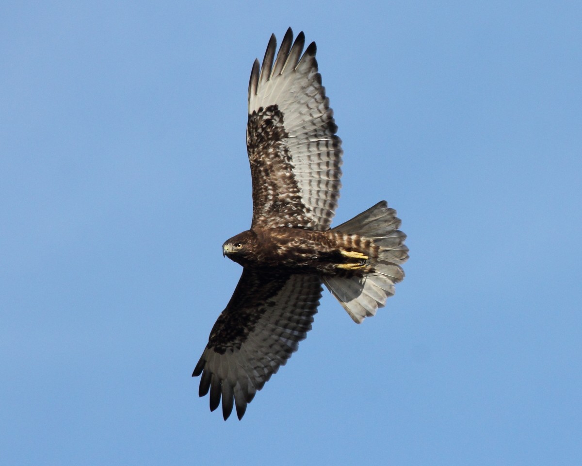 Red-tailed Hawk (calurus/abieticola) - Mike V.A. Burrell