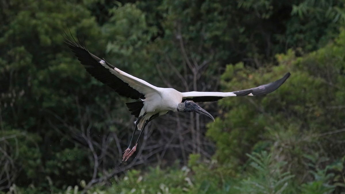 Wood Stork - Keith CC Mitchell