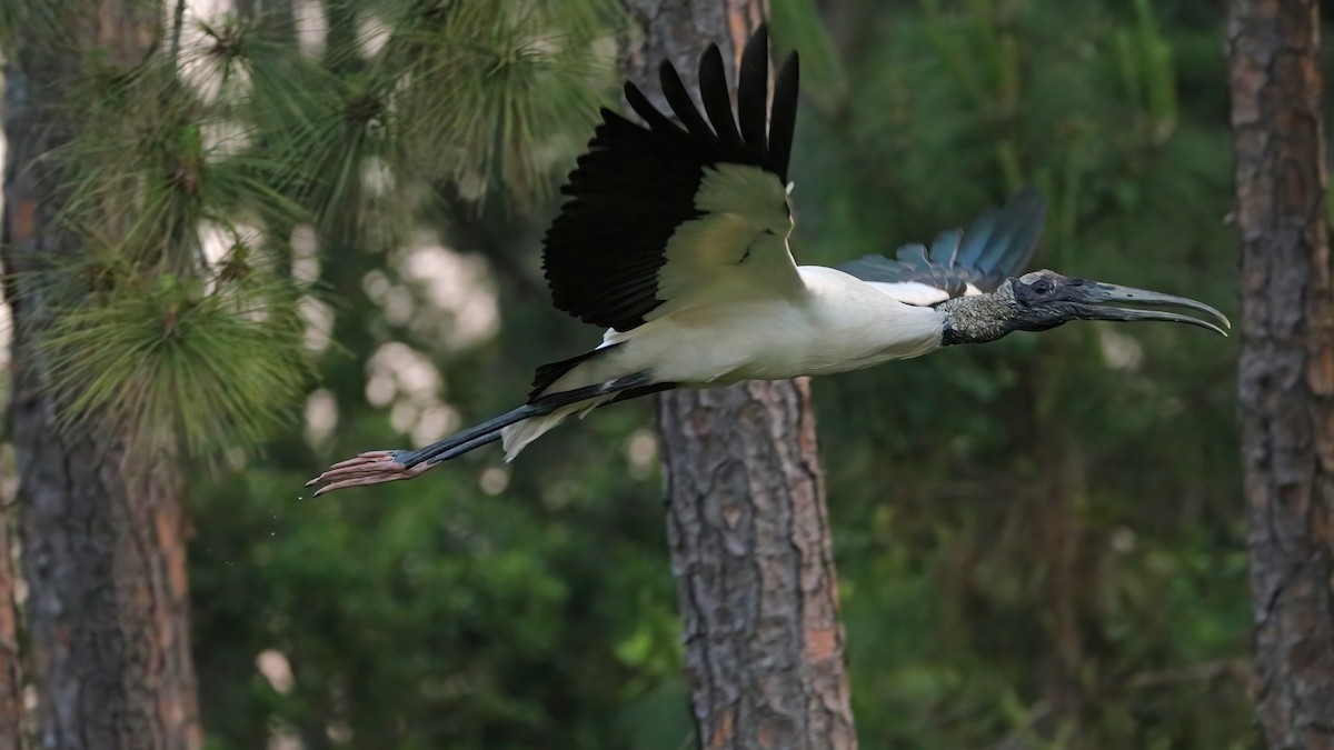 Wood Stork - Keith CC Mitchell