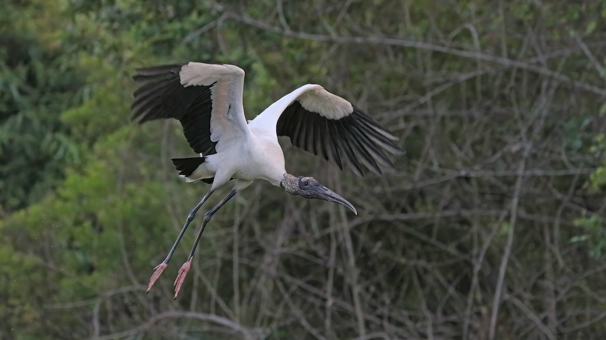 Wood Stork - ML455807171