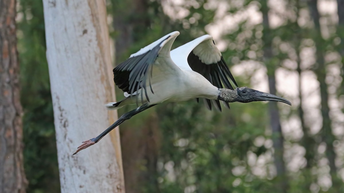 Wood Stork - Keith CC Mitchell