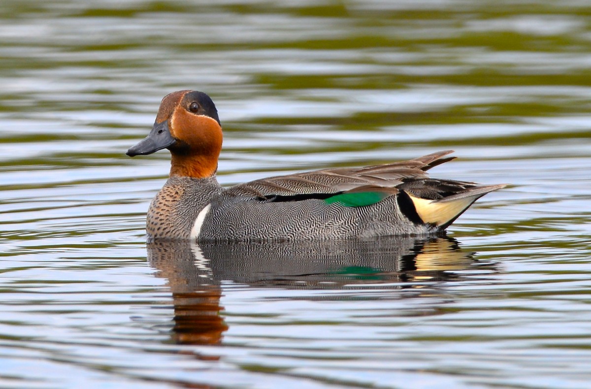 Green-winged Teal - Stephen  Novosad