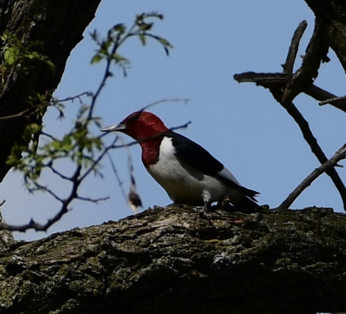 Red-headed Woodpecker - ML455809591