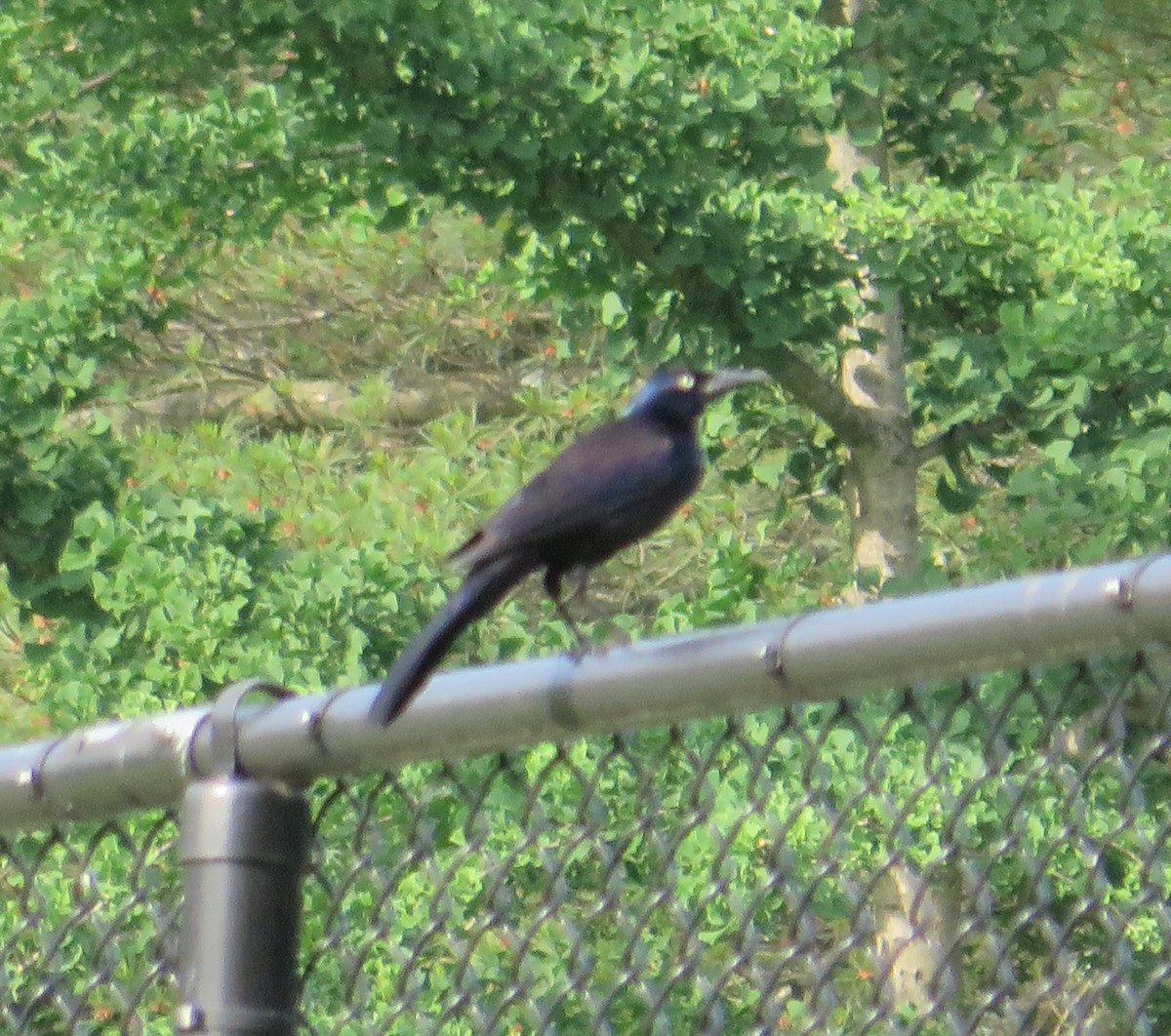 Common Grackle - Ellen Billiter