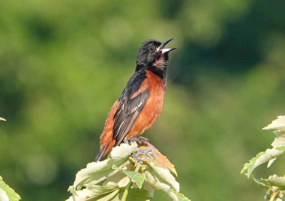 Oriole des vergers - ML455810471