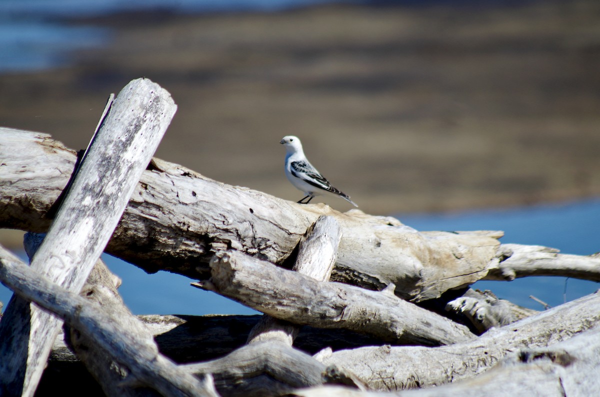 Snow Bunting - Cheryl Harmsworth