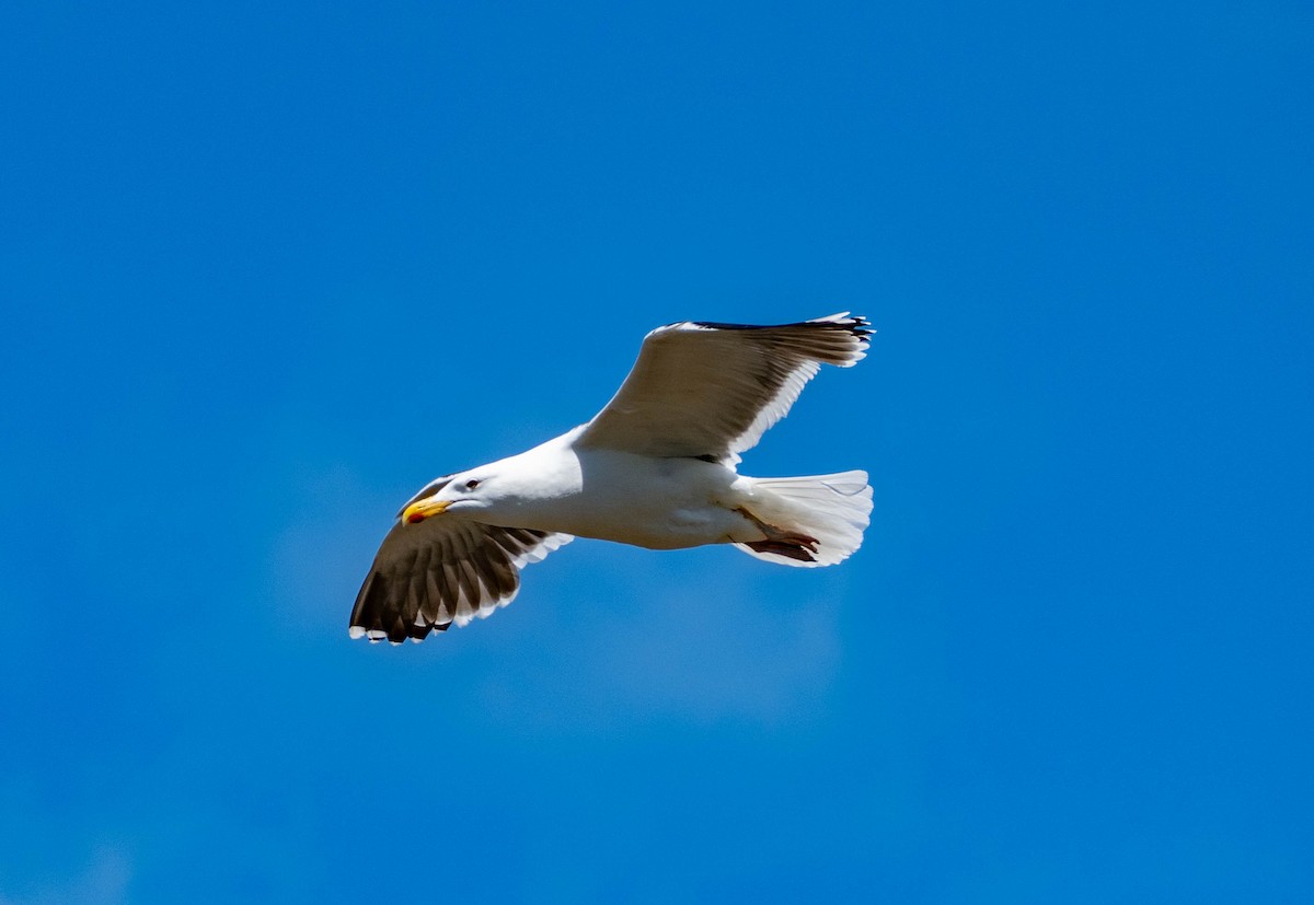 Herring Gull - ML455811521