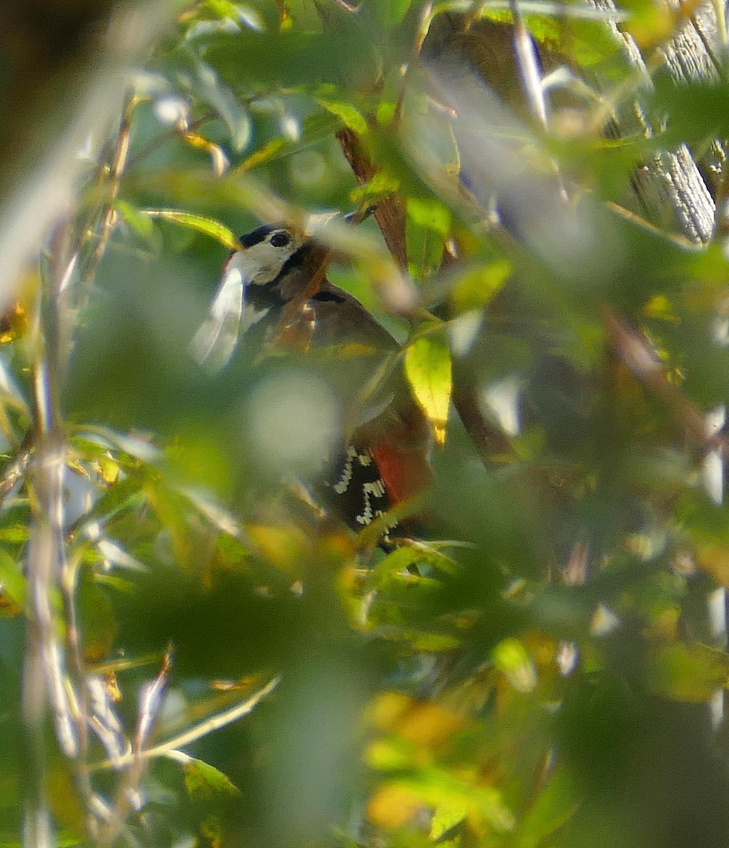 Great Spotted Woodpecker - ML455811621