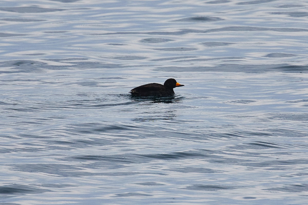 Black Scoter - ML455811911