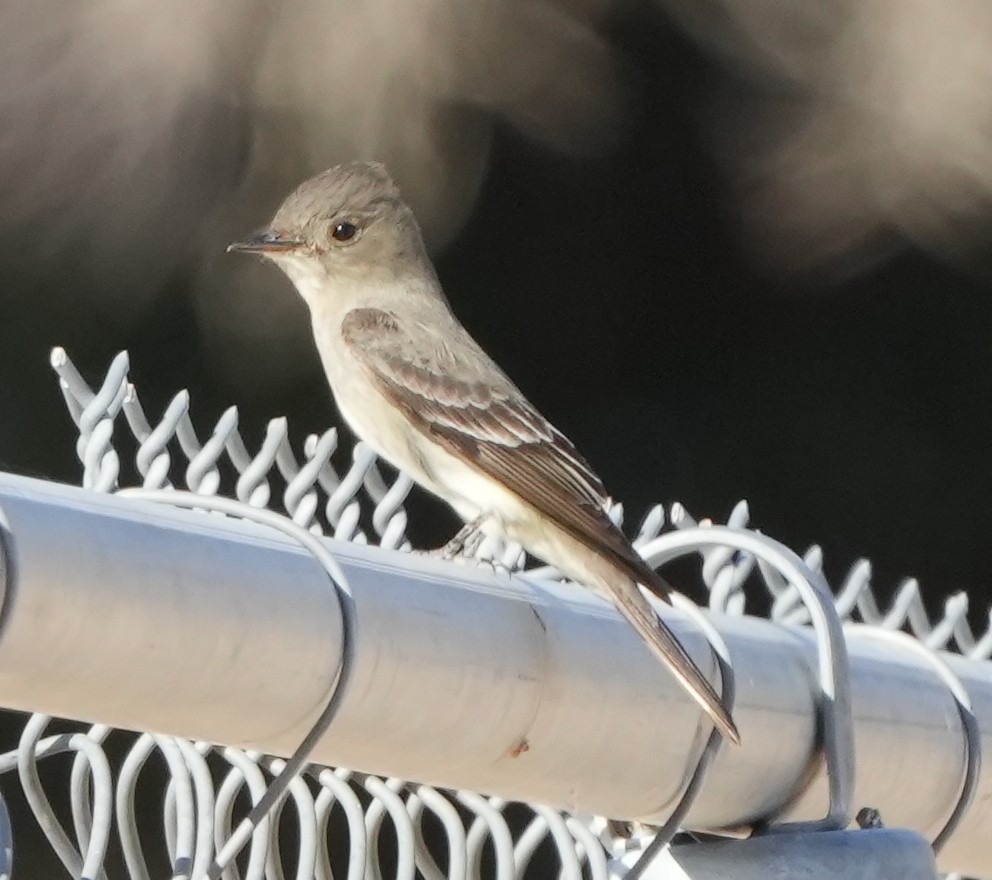 Western Wood-Pewee - ML455812361