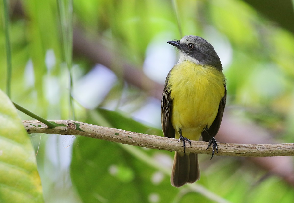 Gray-capped Flycatcher - ML455813911