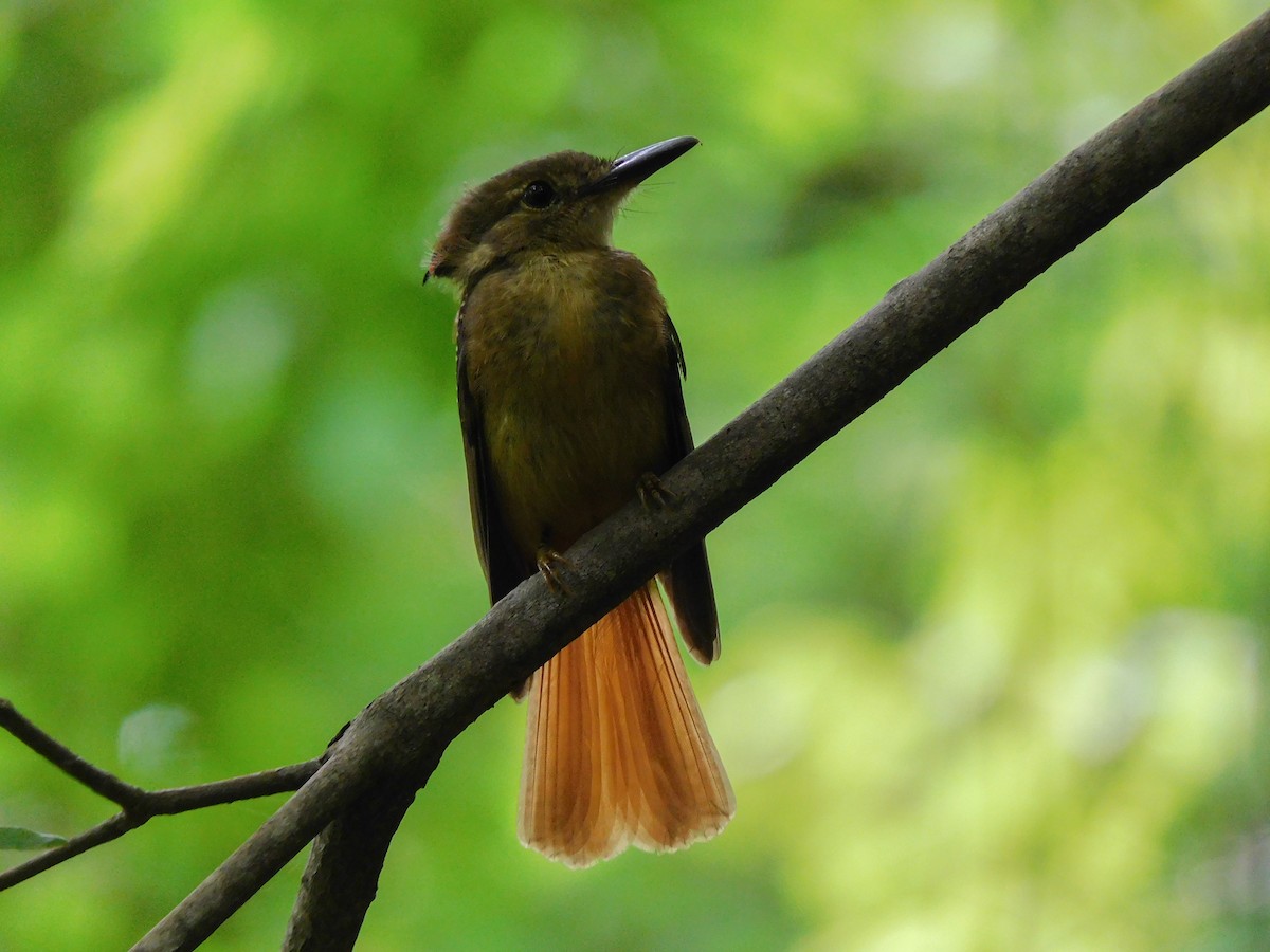 Tropical Royal Flycatcher - ML455814001