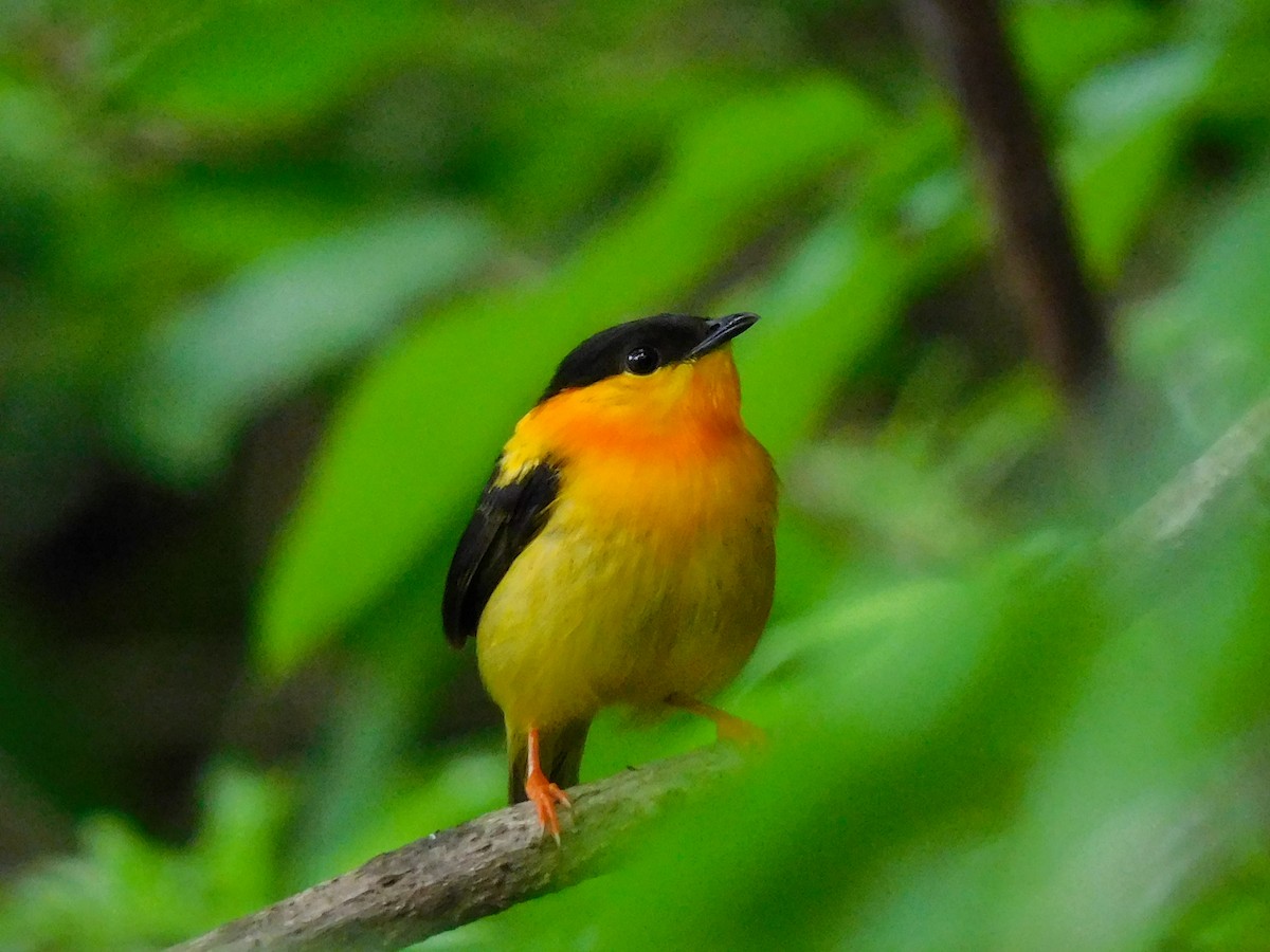 Orange-collared Manakin - ML455814041