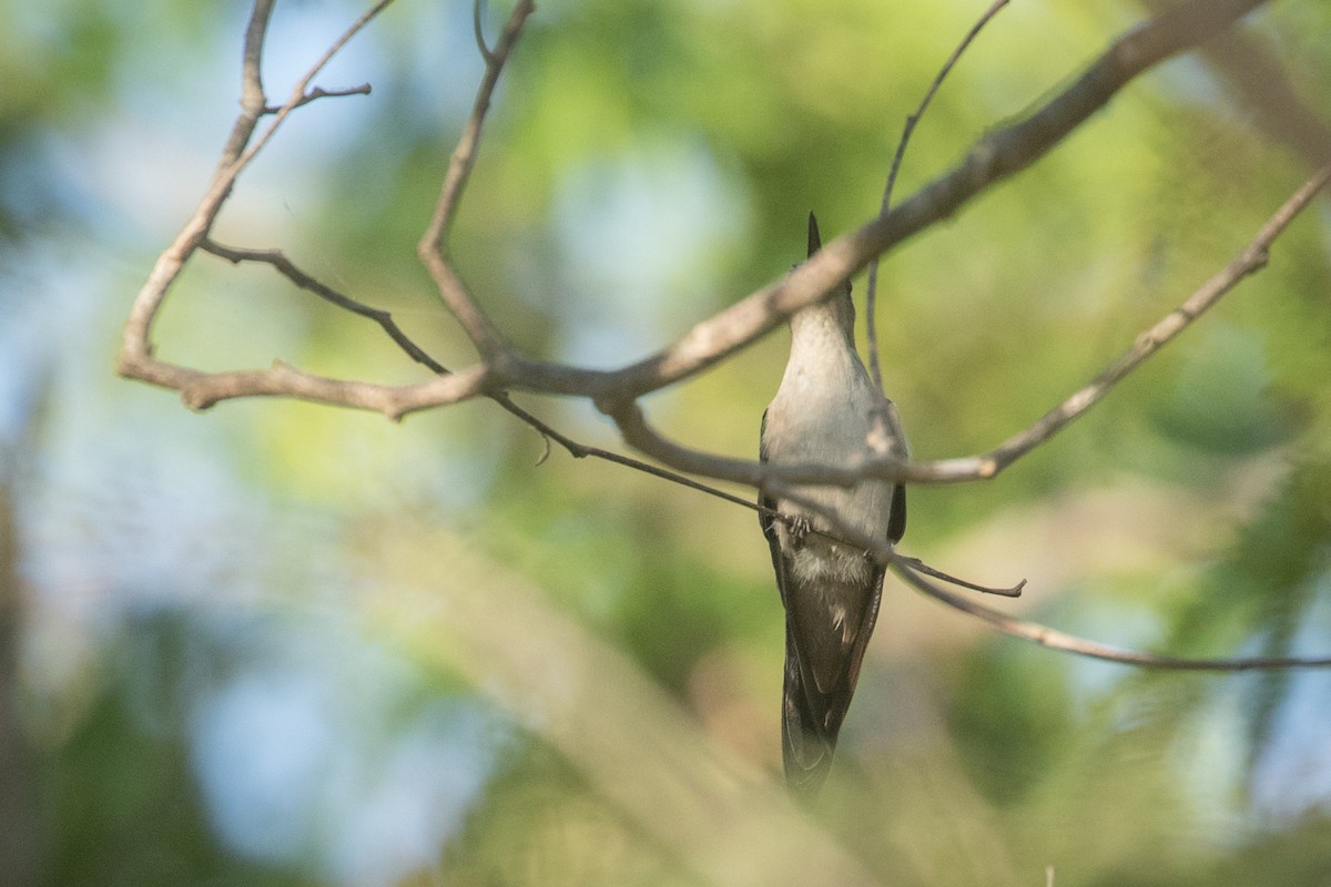 kolibřík klínoocasý - ML455814121