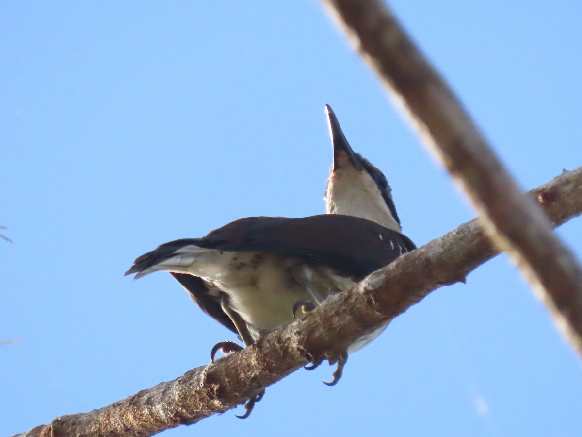 Rhabdornis à long bec - ML455814311