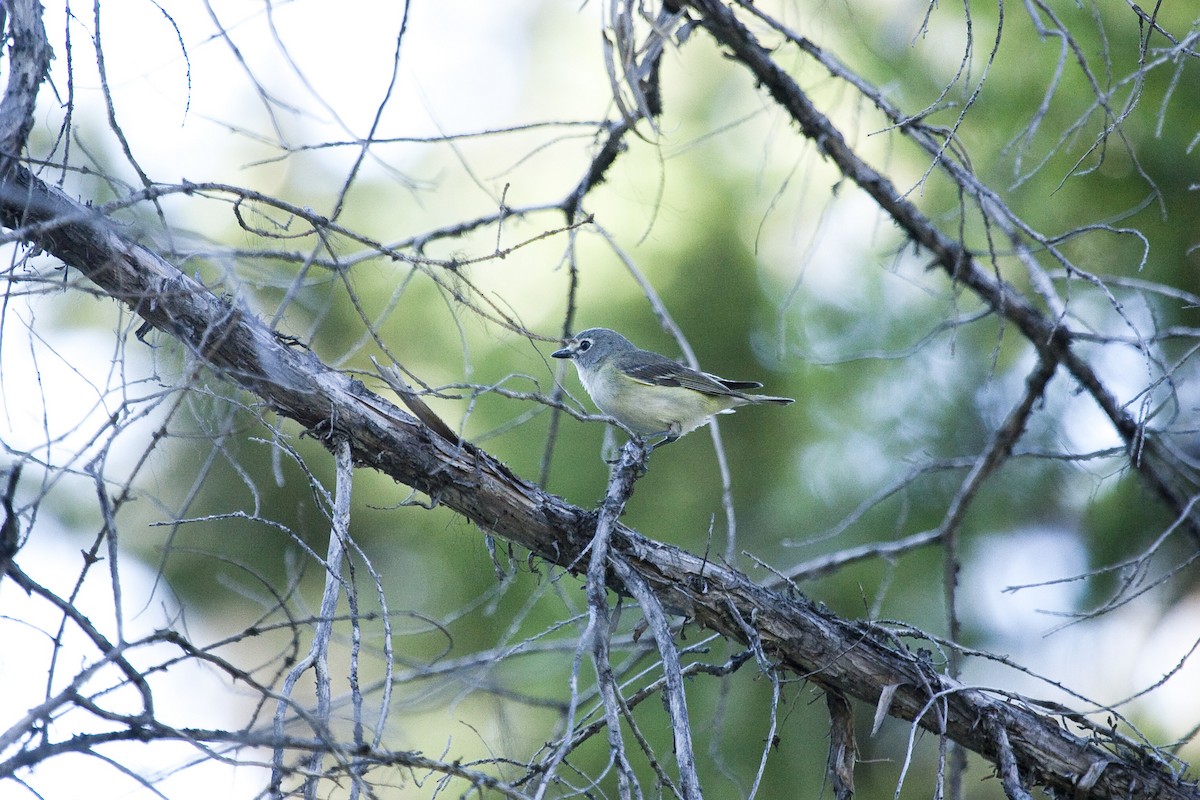 Cassin's Vireo - Gordon Dimmig