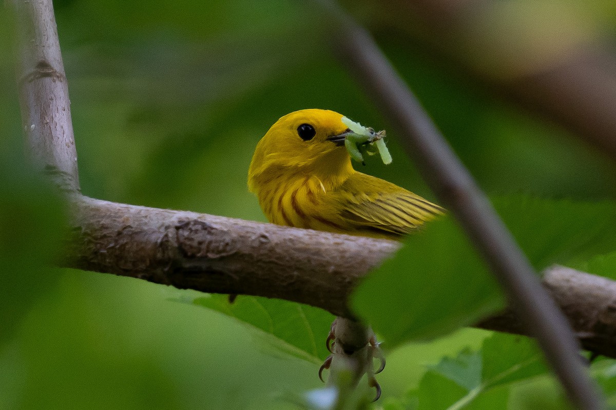 Yellow Warbler - ML455817451