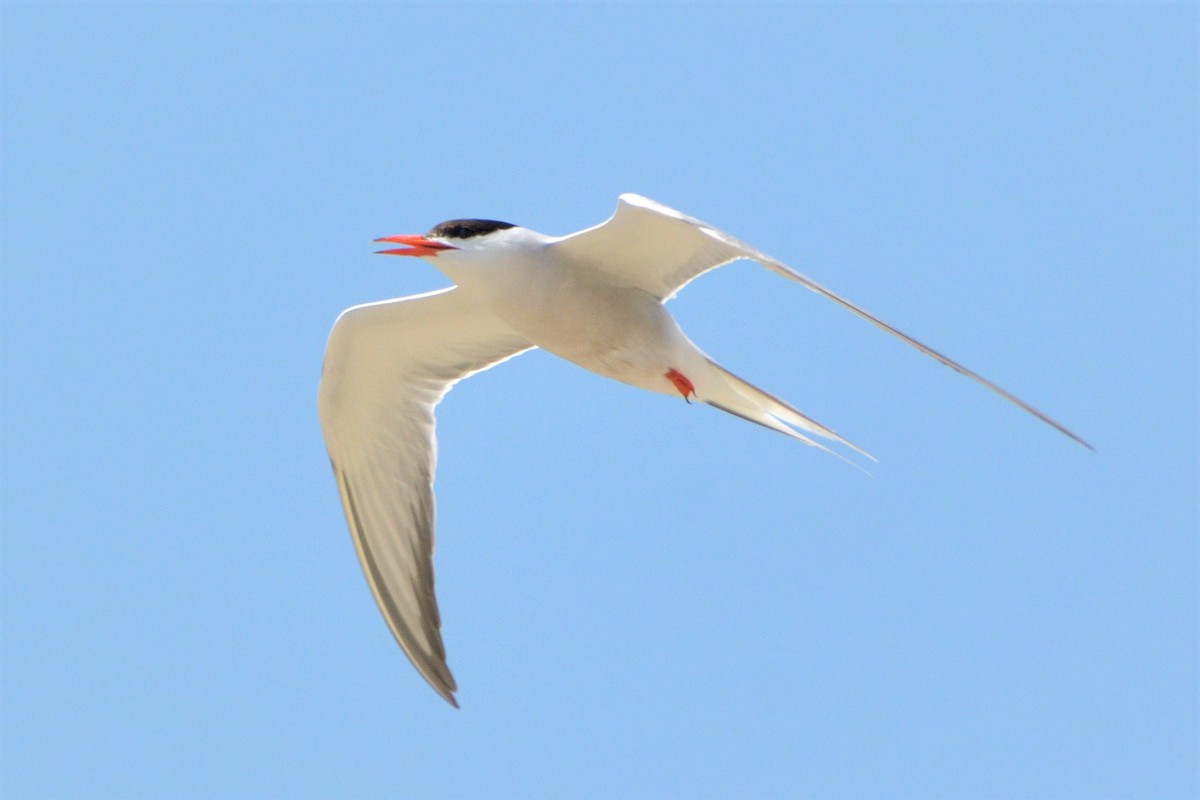 Common Tern (hirundo/tibetana) - ML455819531