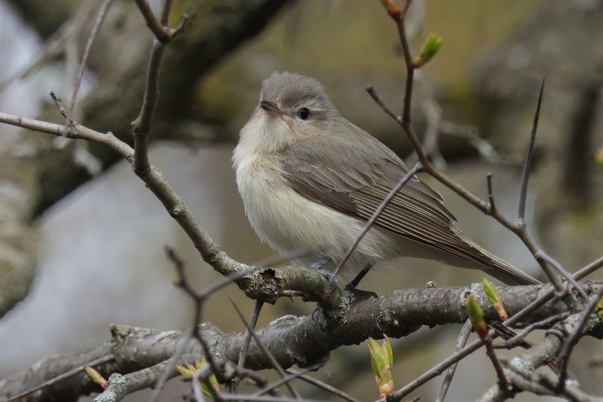 Vireo Gorjeador (gilvus) - ML455821121