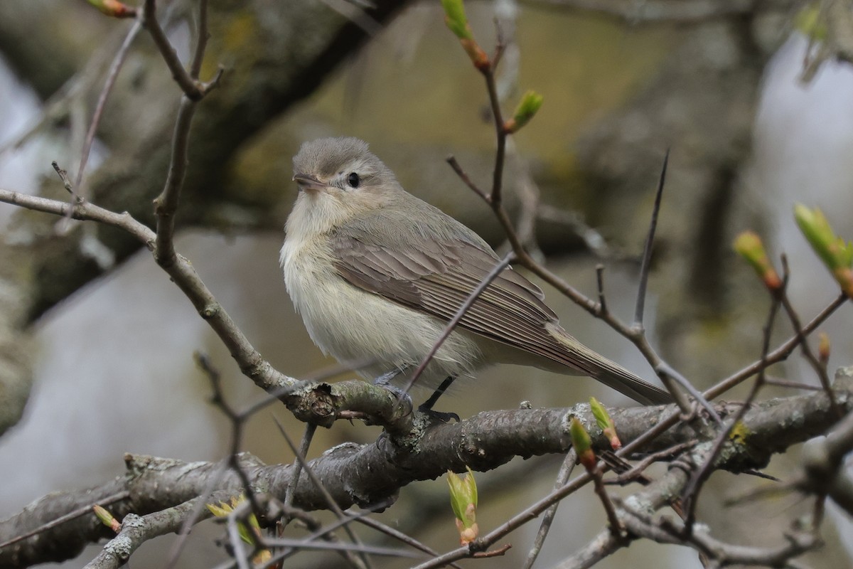 Vireo Gorjeador (gilvus) - ML455821291