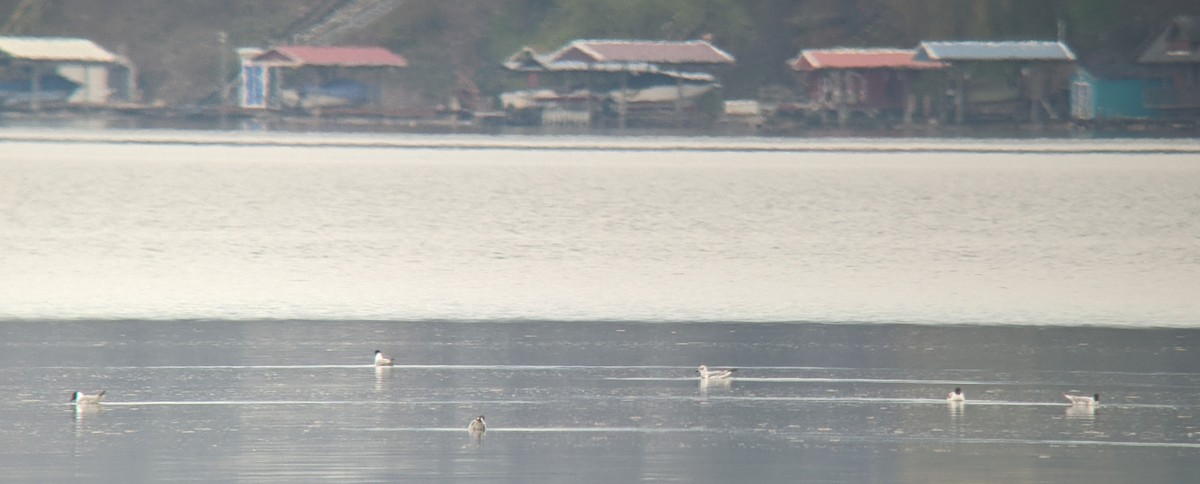 Bonaparte's Gull - ML455822411