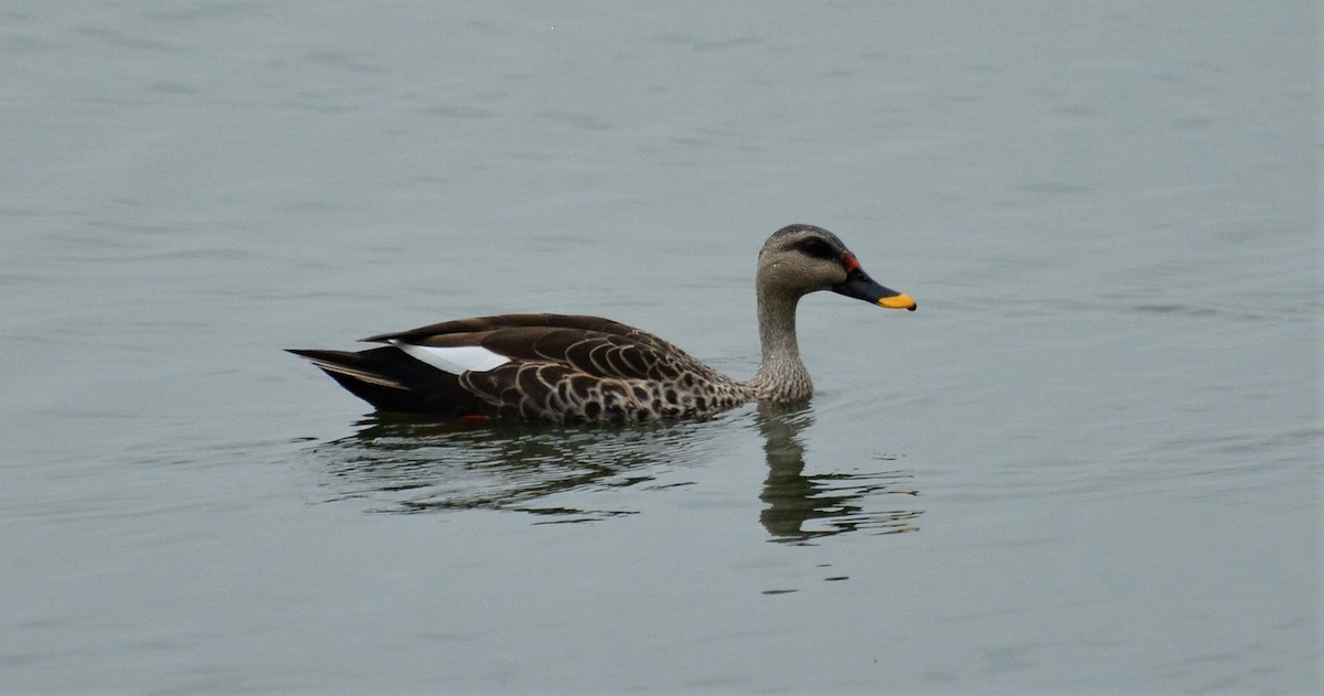 Canard à bec tacheté - ML455822861