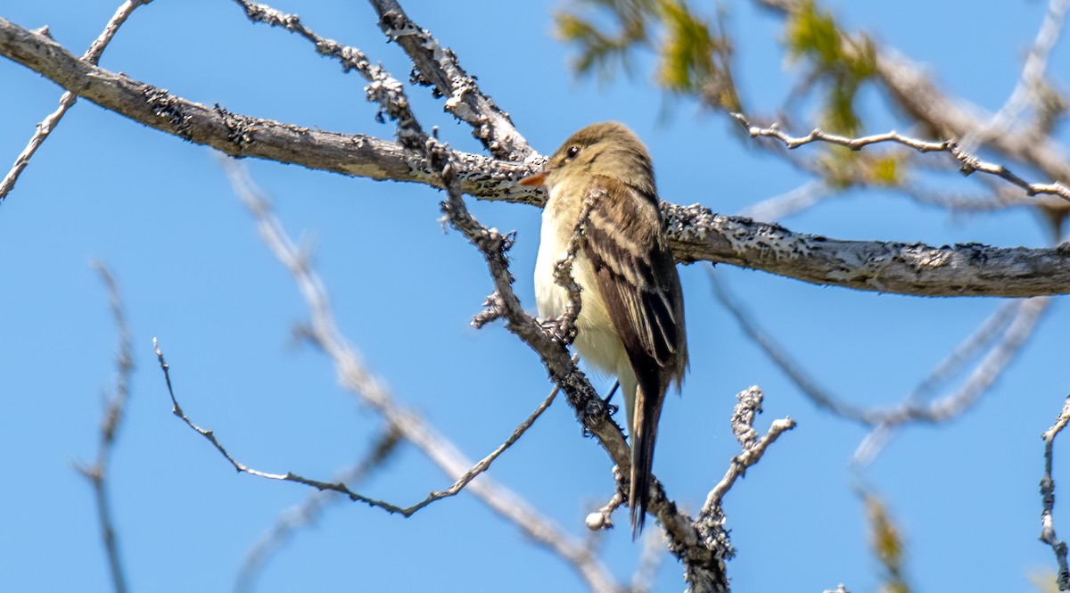 Alder Flycatcher - ML455823781