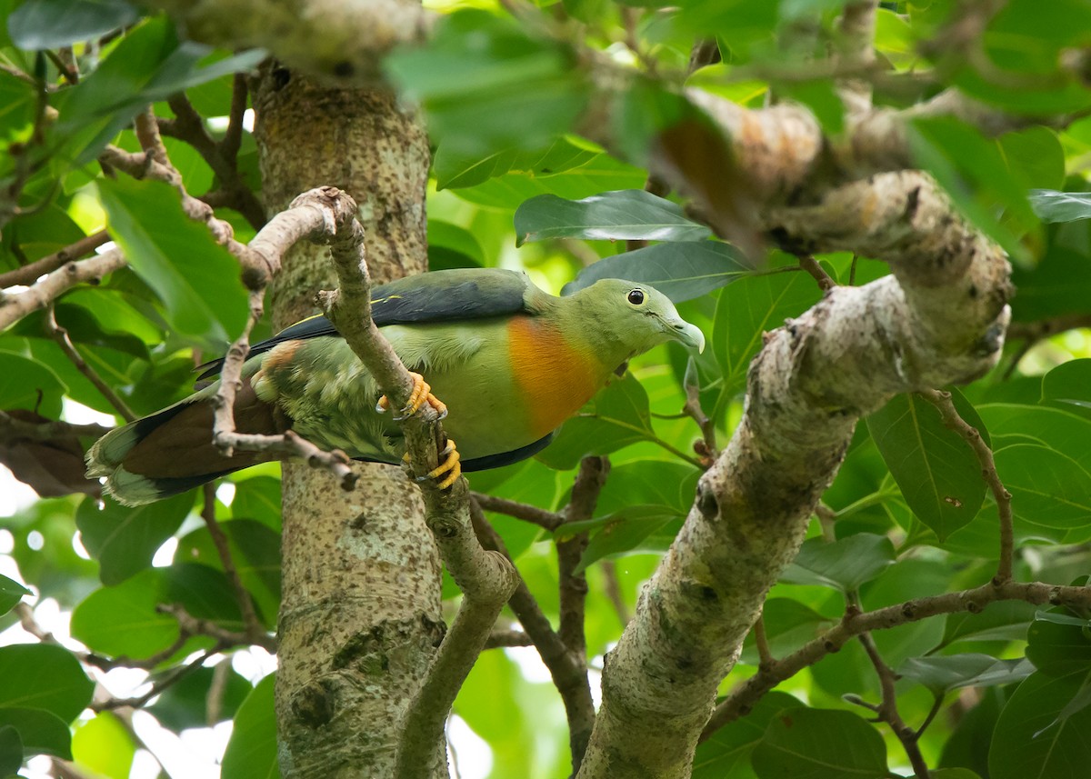 Large Green-Pigeon - Ayuwat Jearwattanakanok