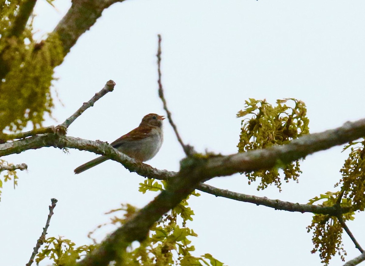 Field Sparrow - maurice gilmore