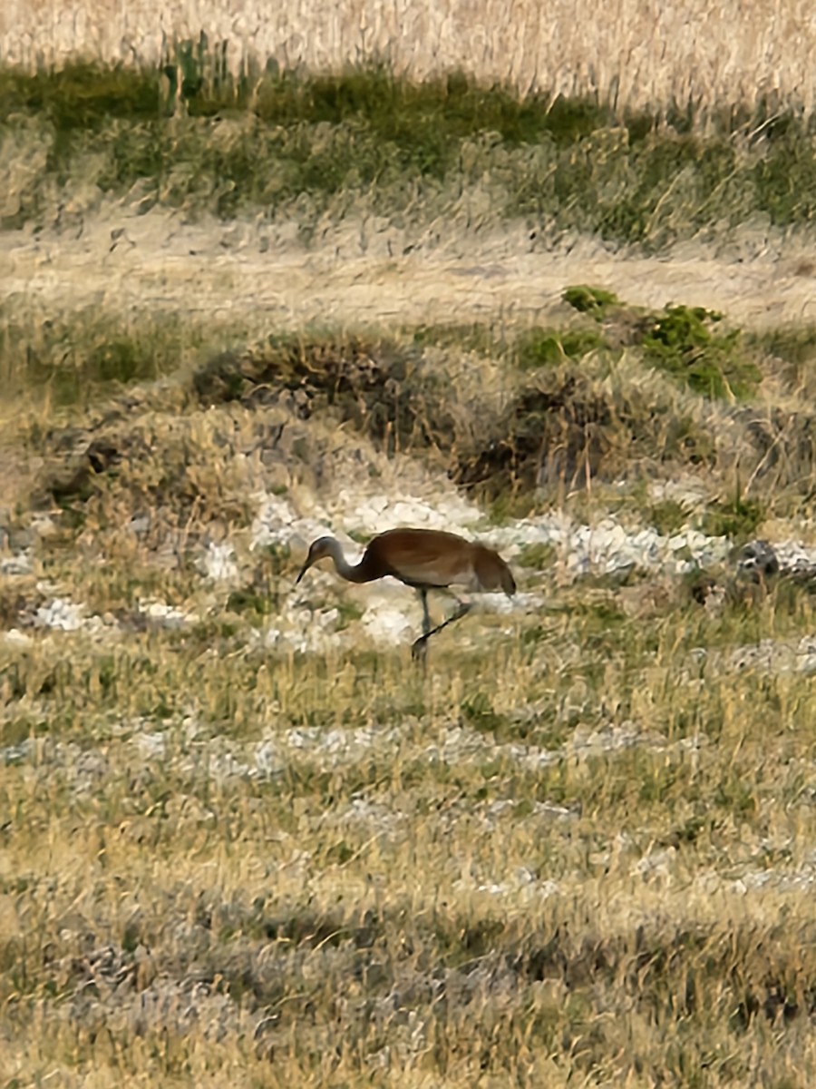 Sandhill Crane - ML455825341