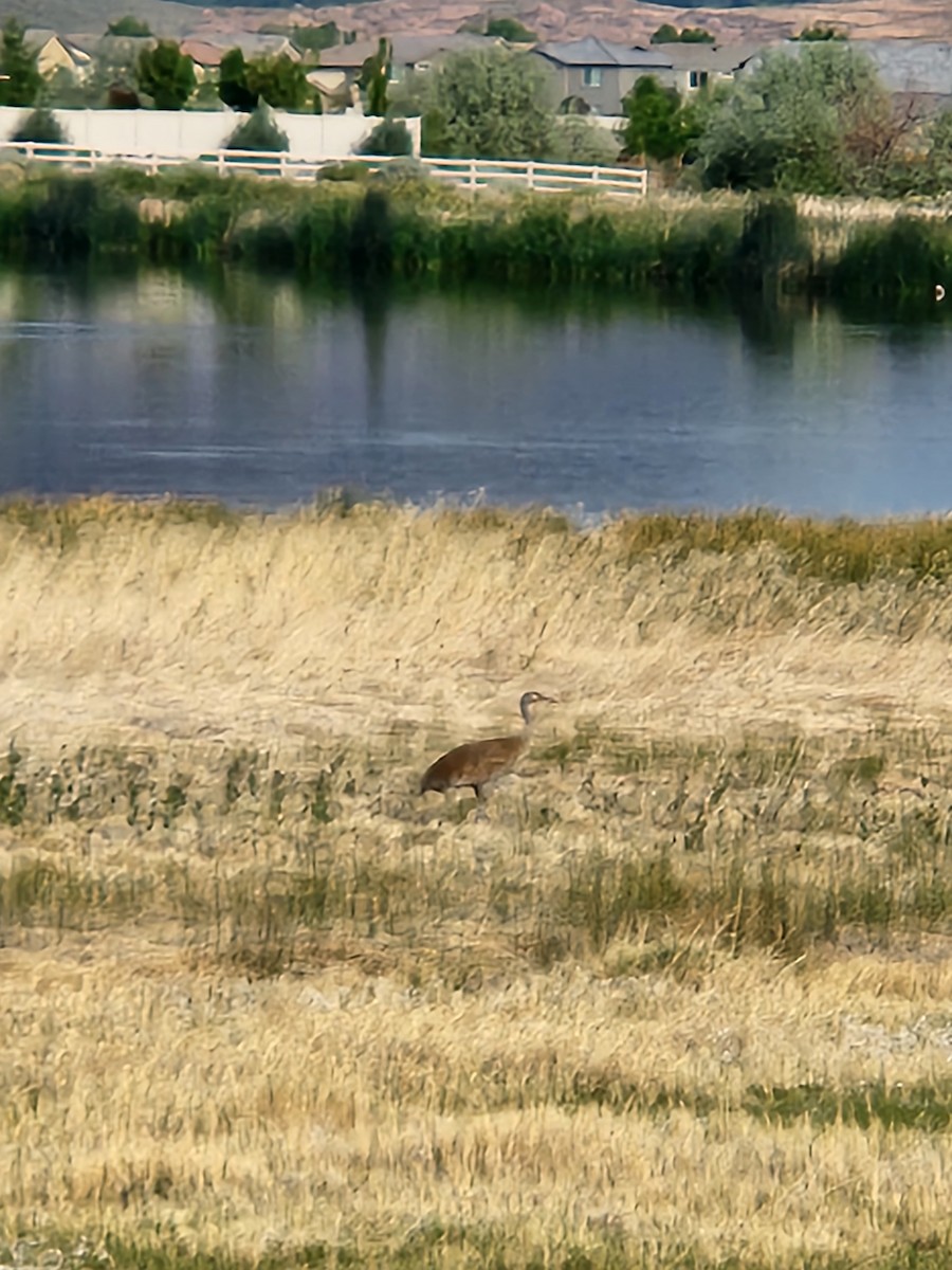 Sandhill Crane - ML455825351