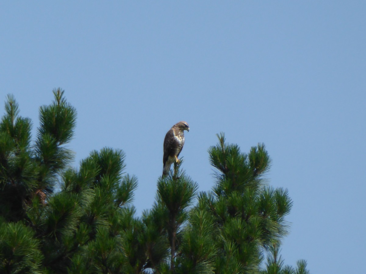 Common Buzzard - ML455826351