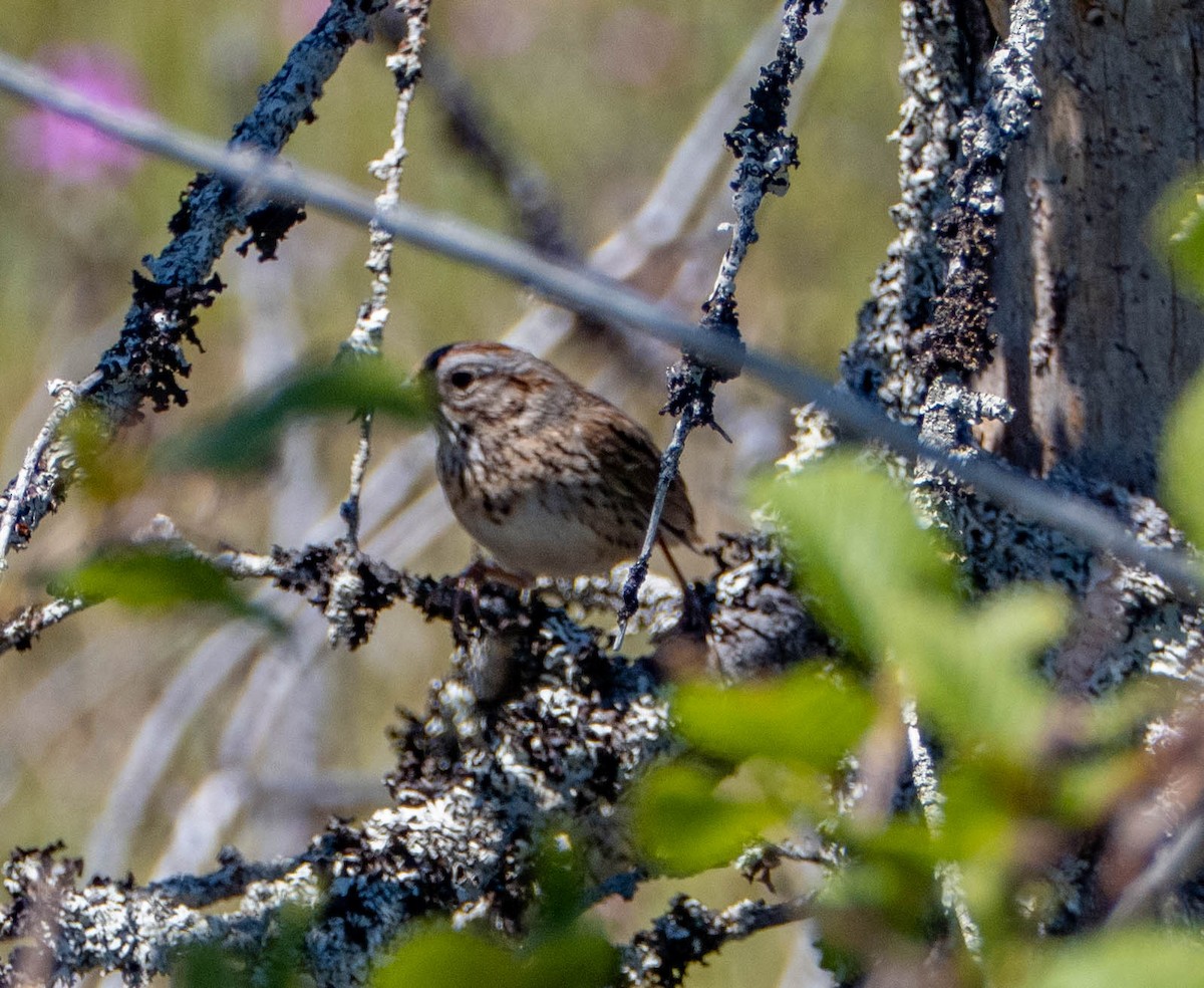 Lincoln's Sparrow - Therese Carroll