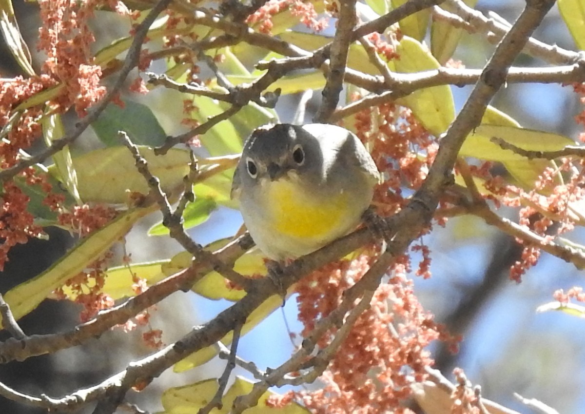 Virginia's Warbler - ML455830191