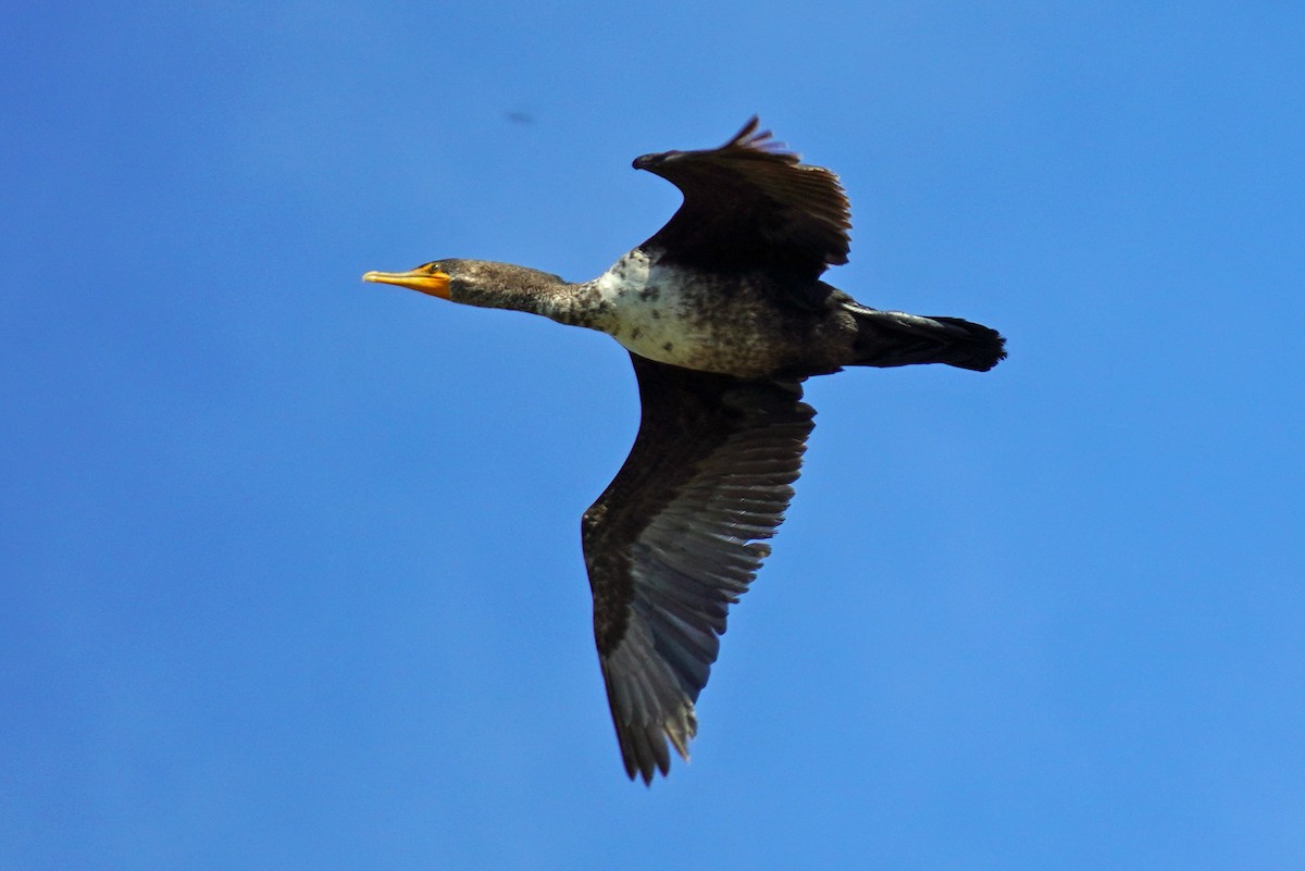 Double-crested Cormorant - ML455830401