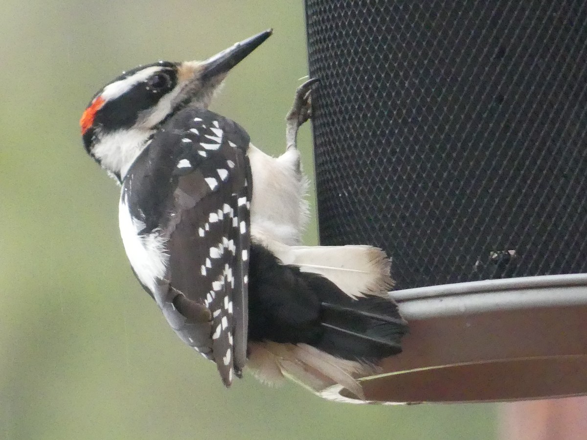 Hairy Woodpecker - ML455830801